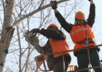 На Новгородской сносят аварийные деревья