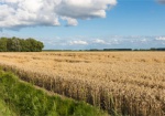 Более 300 гектаров сельхозугодий под Харьковом арендовали незаконно – прокуратура