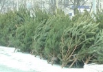 В Харьковской области начались рейды по точкам продаж новогодних елок