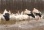 Под Харьковом поселились лебеди из зоны АТО. Птиц с переломами крыльев выхаживают в экопарке