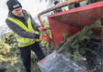 Харьковчан просят выбрасывать елки в отведенных местах